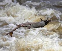 Apakah Ikan Salmon Hidup Di Air Asin